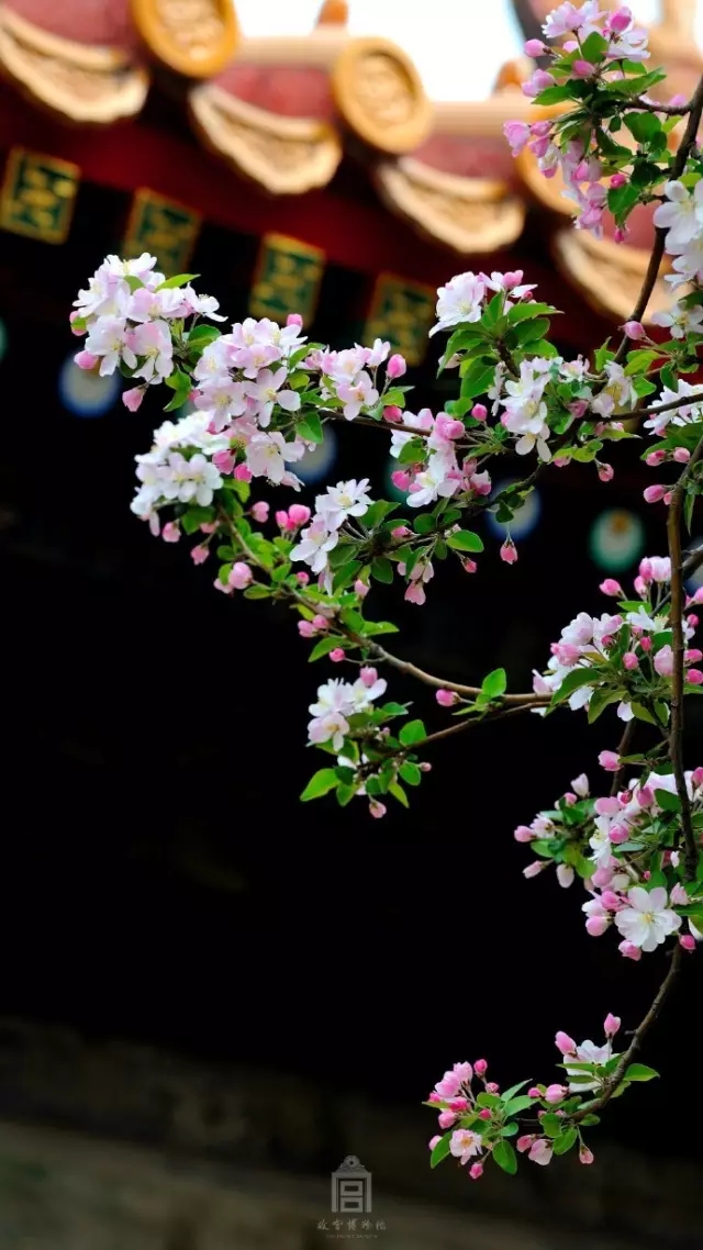 其实是无缘个中极品永寿宫前有两株西府海棠花朵累累,重葩叠萼最难得